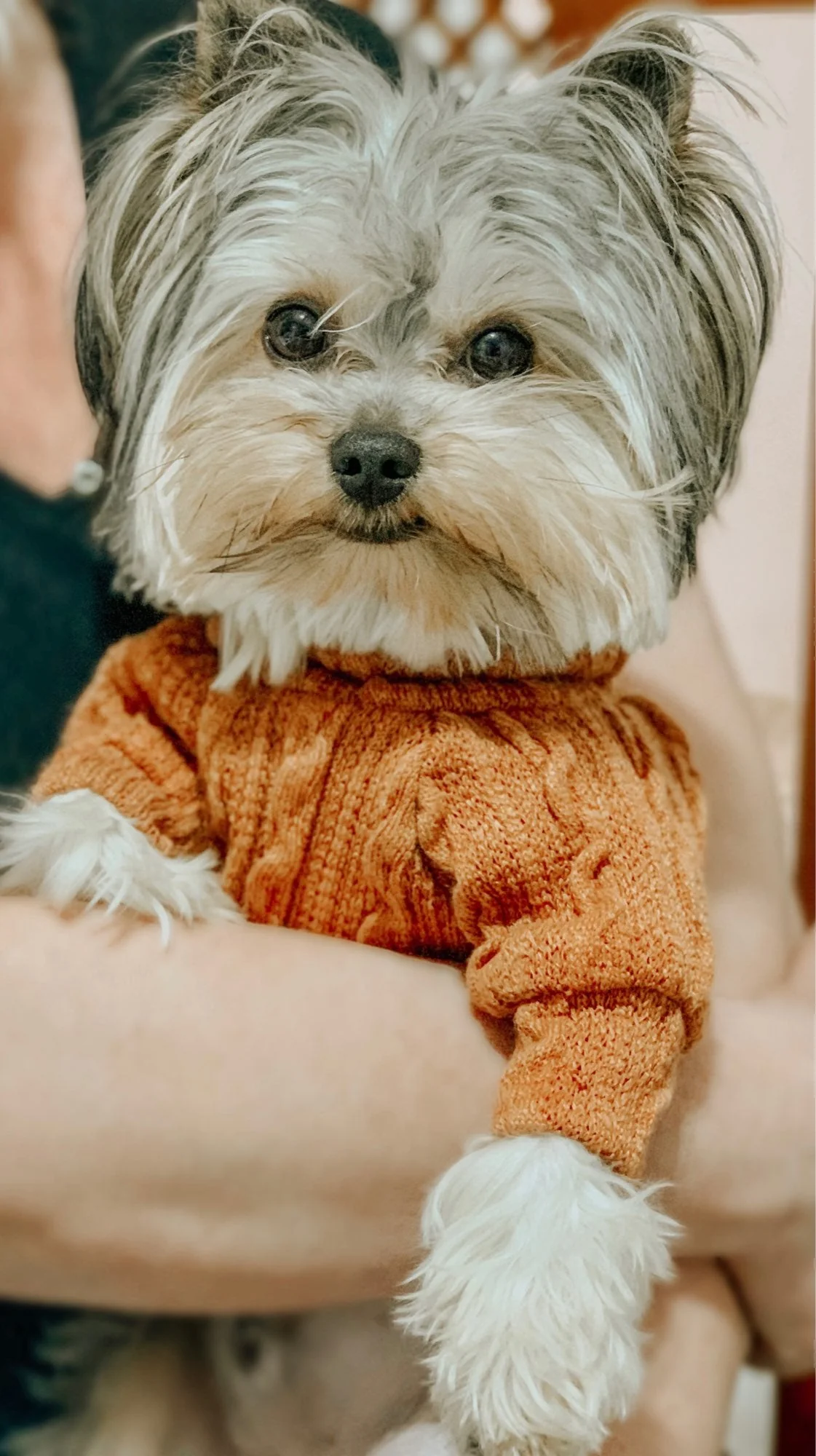 Winter Warm Knitted Turtleneck Sweater for Small Dogs or Cats - Image 13