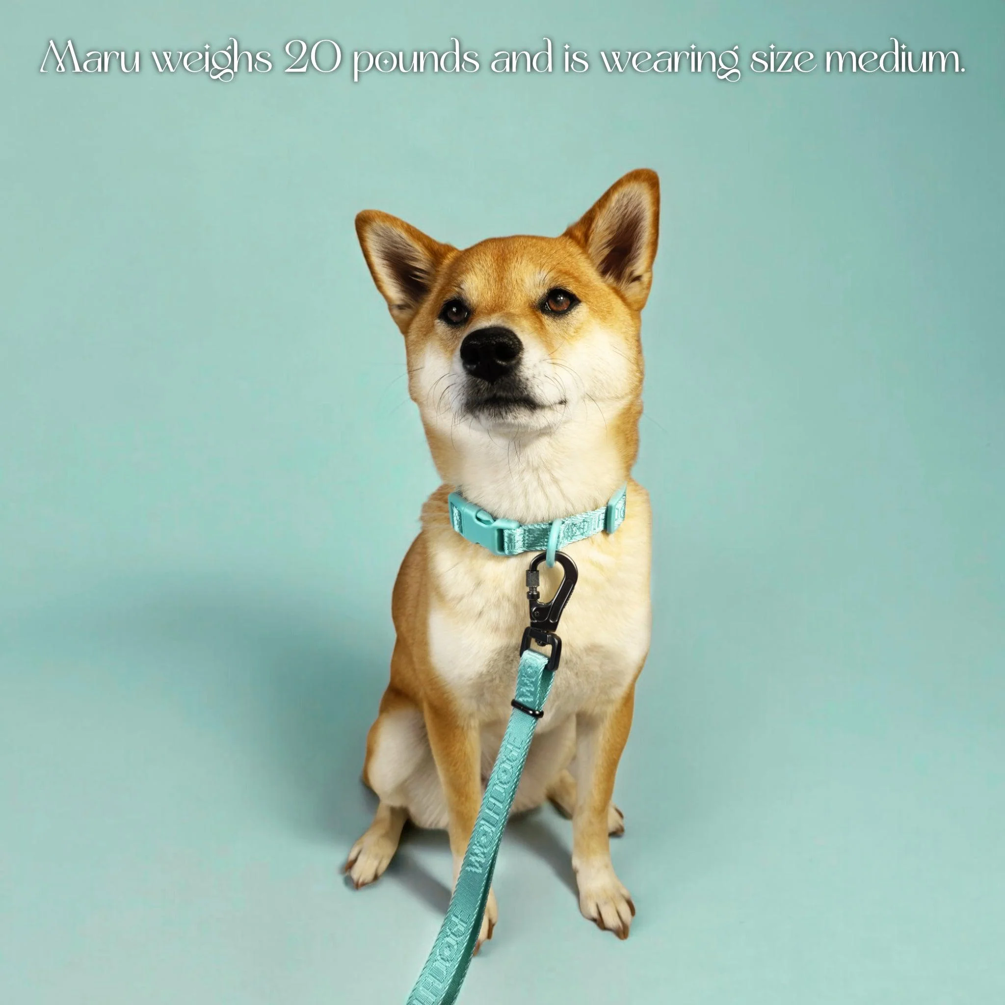 Wolfdoge Signature Collar - Image 5