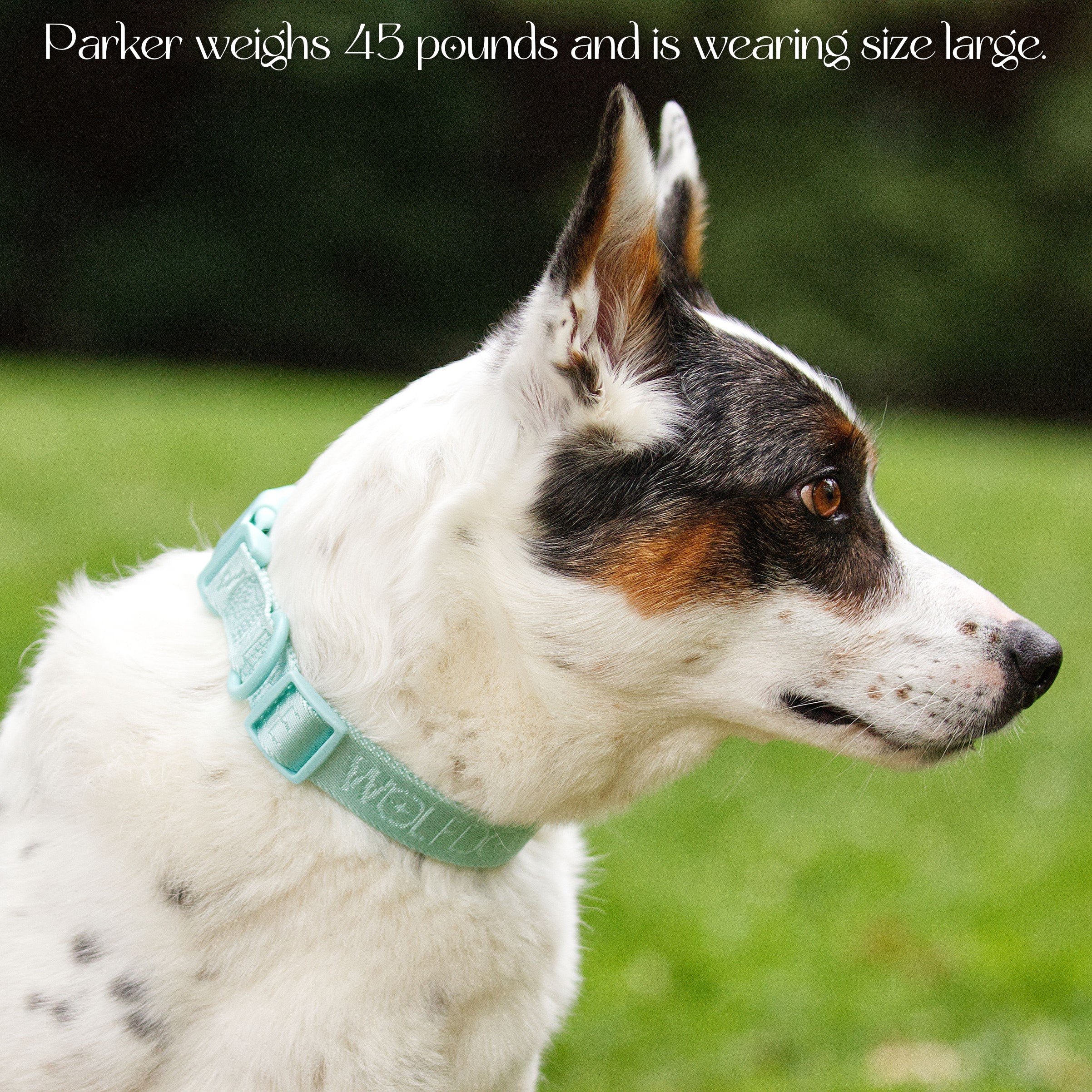 Wolfdoge Signature Collar - Image 6