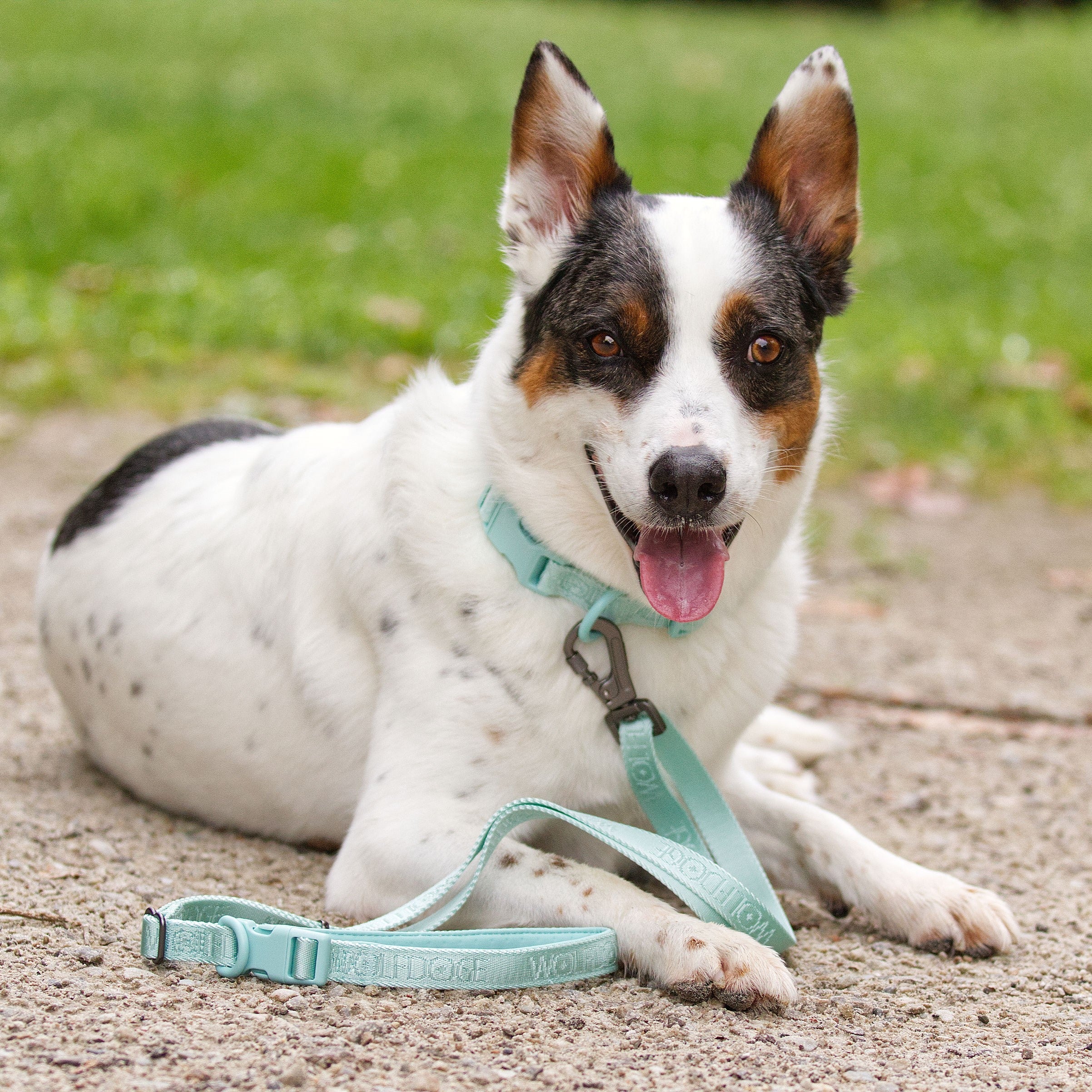 Wolfdoge Signature Collar - Image 7
