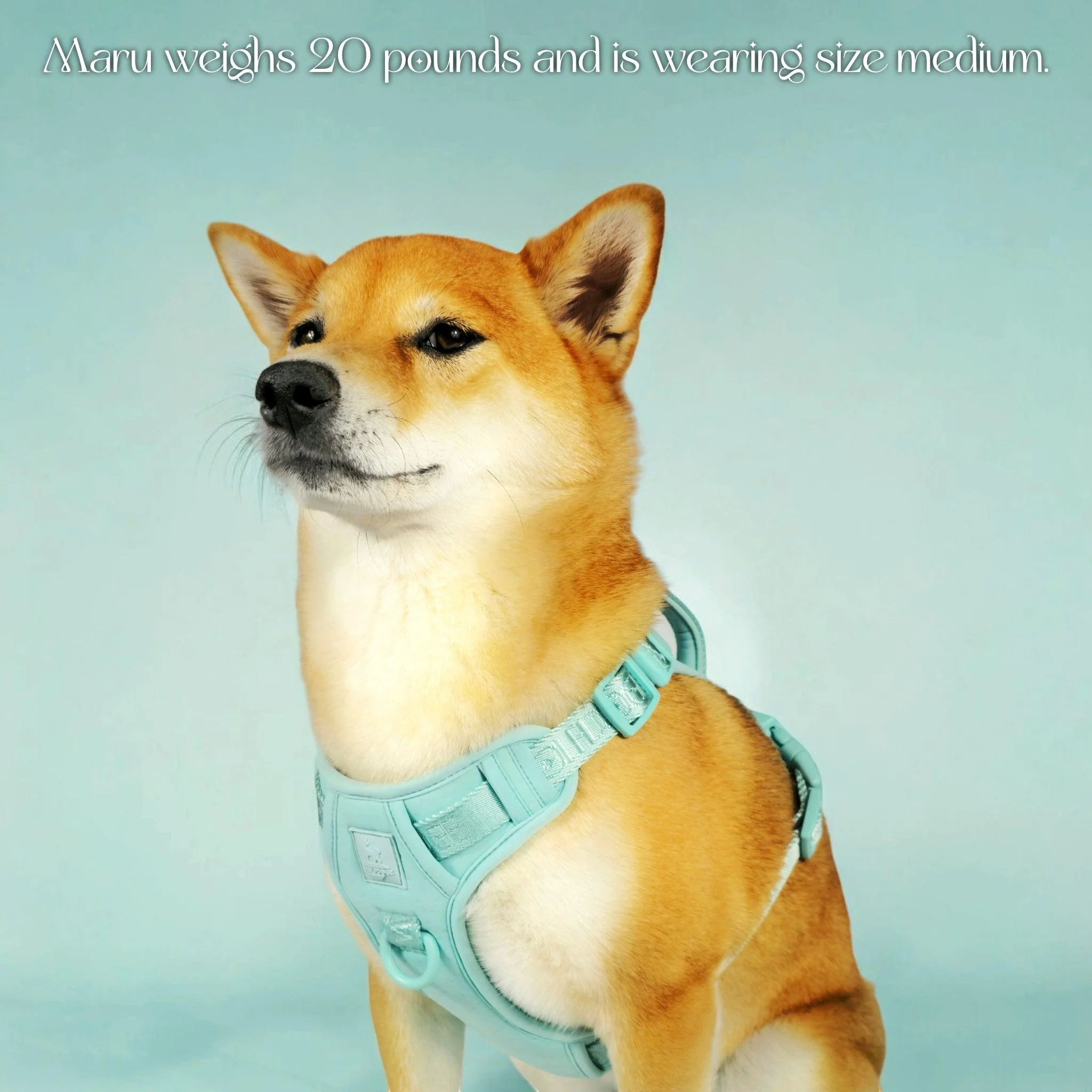Wolfdoge Signature Harness - Image 6
