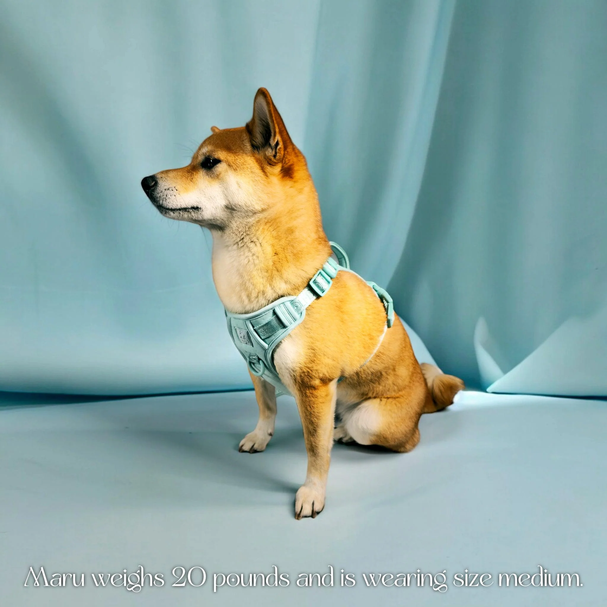 Wolfdoge Signature Harness - Image 8