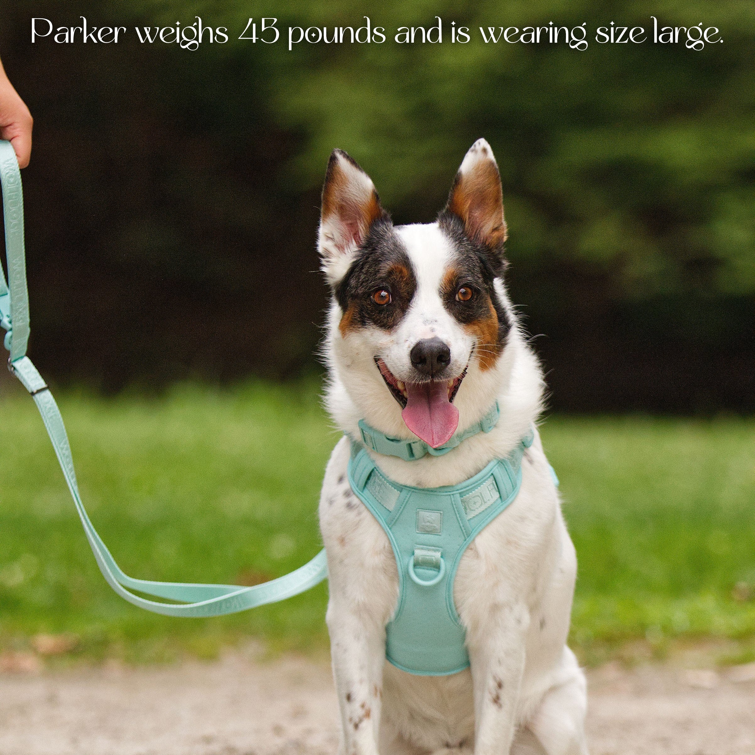 Wolfdoge Signature Harness - Image 9