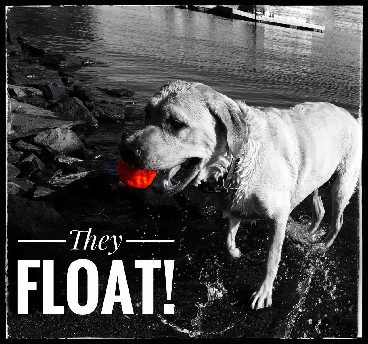 WUNDERball - Best Fetch Toy - Image 11