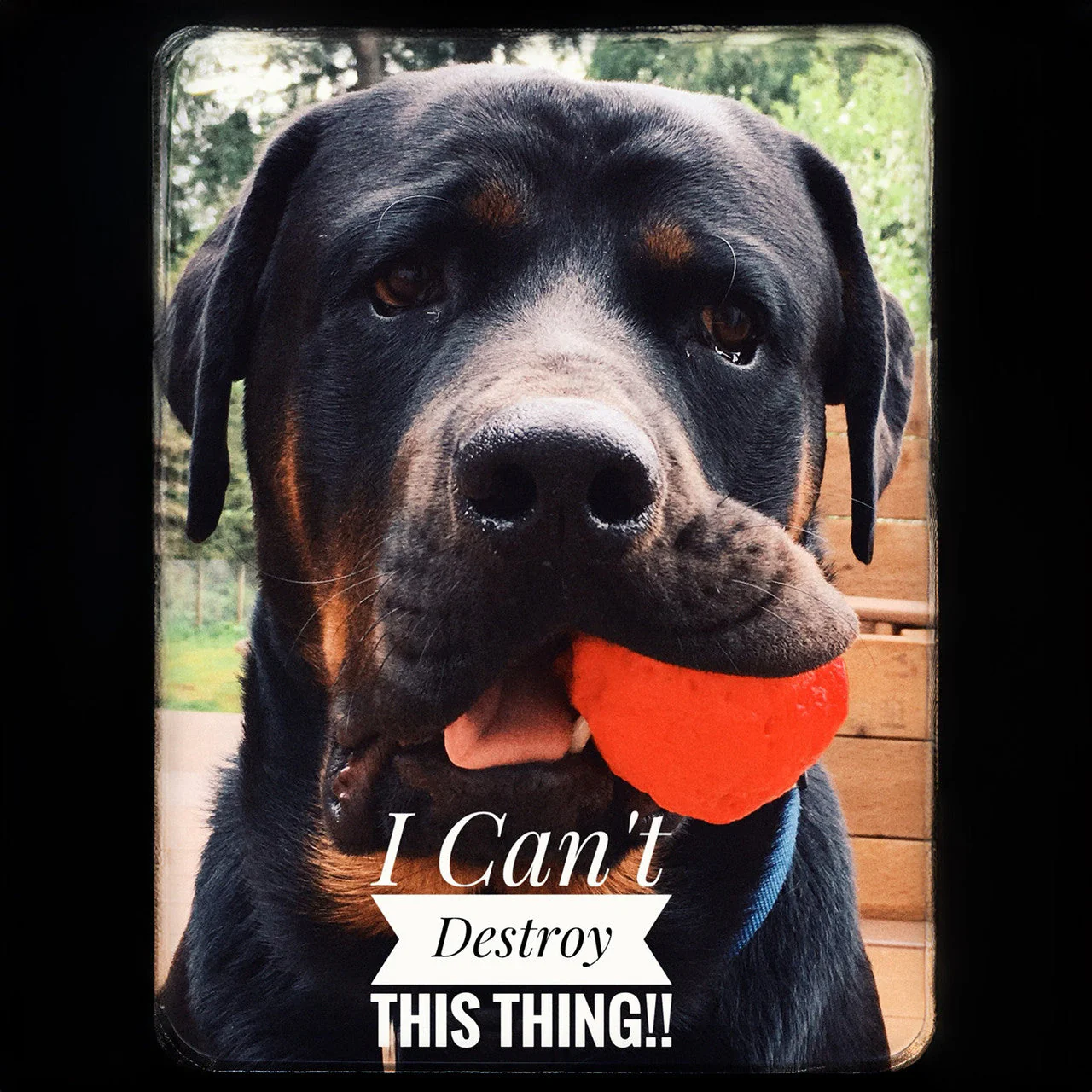 WUNDERball - Best Fetch Toy - Image 8