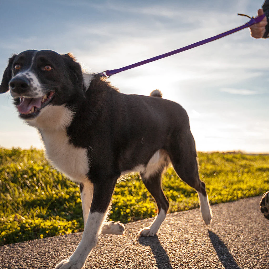 WUNDERleash – The Original No-Pull Dog Leash - Image 16