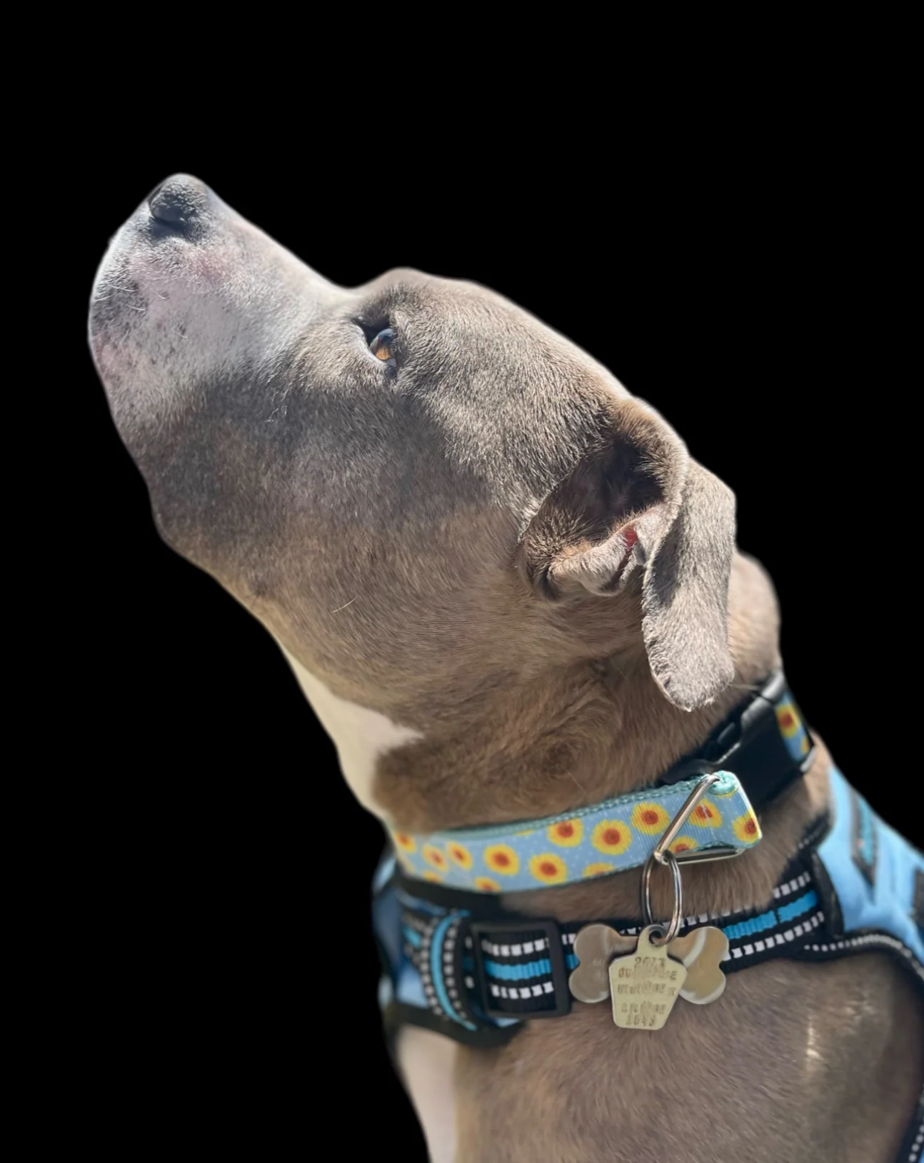 Yellow Flowers Black Nylon Dog Collar MD, LG, XL, Leash - Image 6