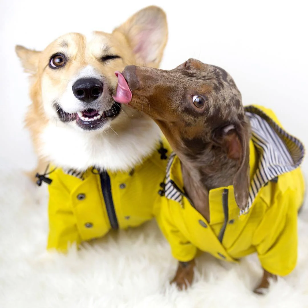 Yellow Hooded Dog Raincoat with Pockets - Image 2