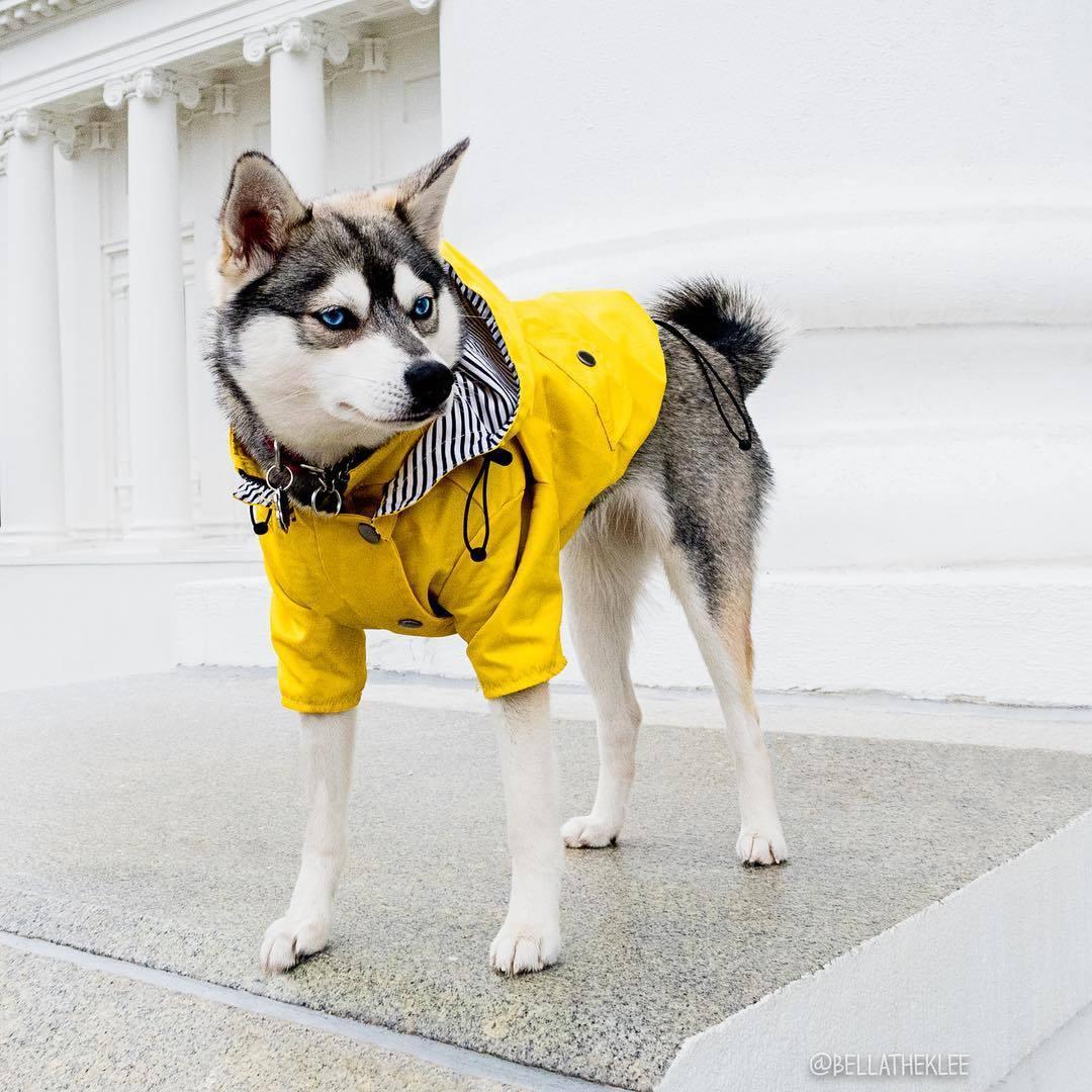 Yellow Hooded Dog Raincoat with Pockets - Image 3