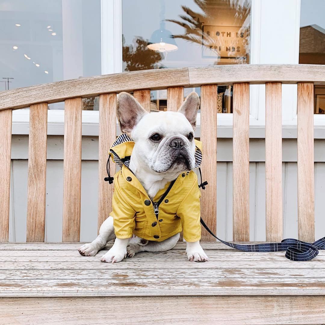 Yellow Hooded Dog Raincoat with Pockets - Image 4