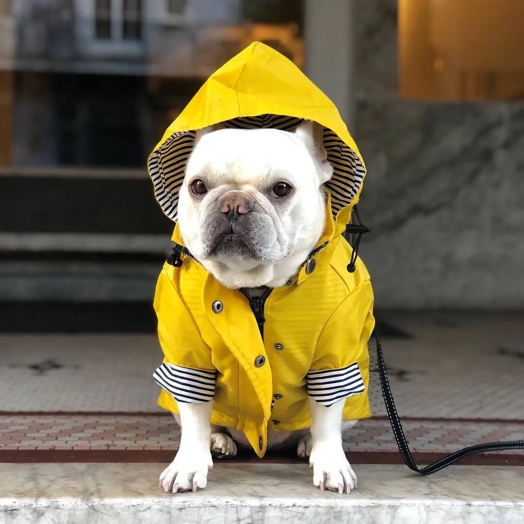 Yellow Hooded Dog Raincoat with Pockets - Image 5