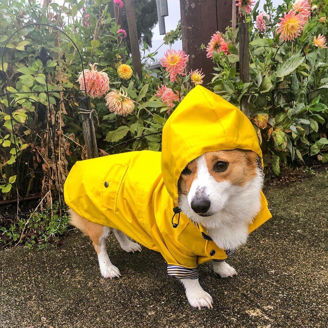 Yellow Hooded Dog Raincoat with Pockets - Image 6