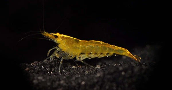 Yellow shrimp - Image 2