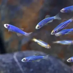 Zebra Danios - Image 2