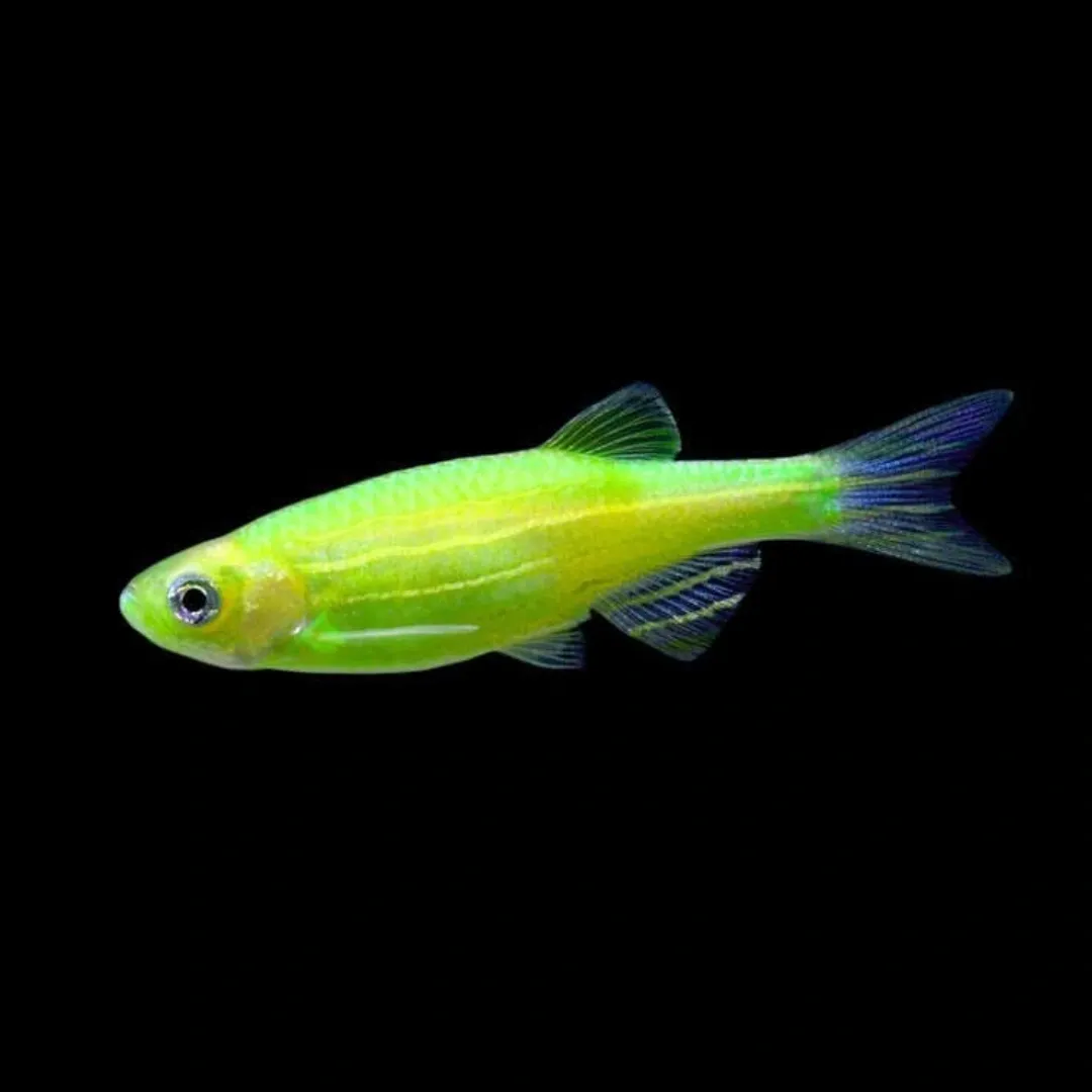 Zebra Danios - Image 3
