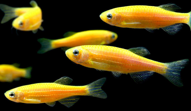 Zebra Danios - Image 4