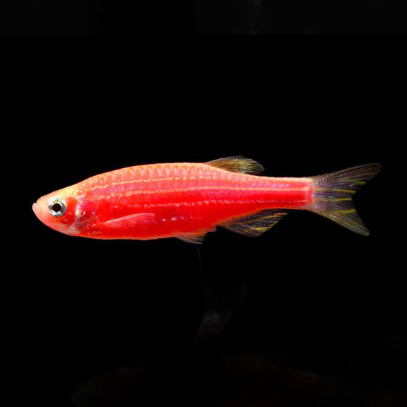 Zebra Danios - Image 5