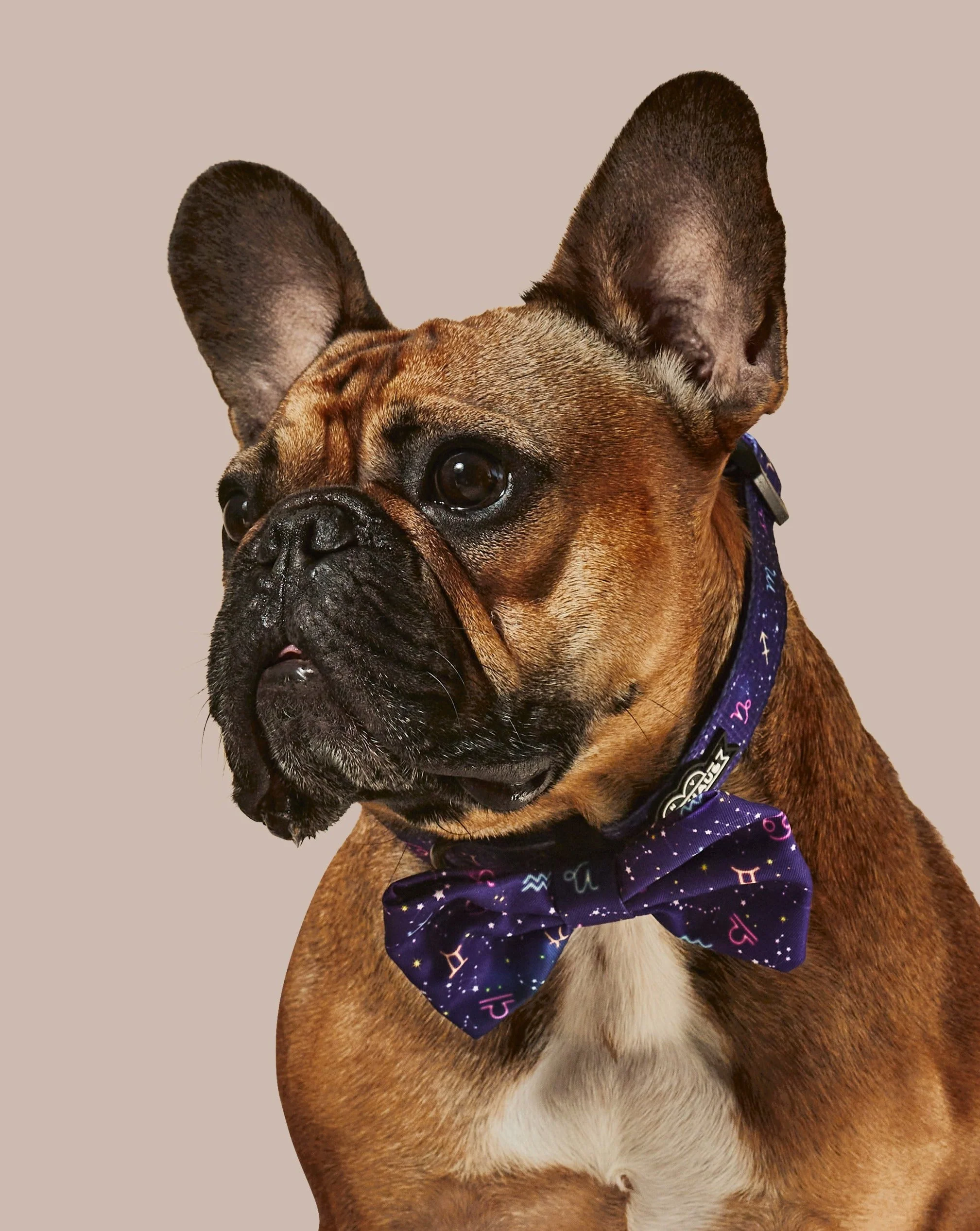 Zodiac Drip Dog Collar & Bowtie - Image 2