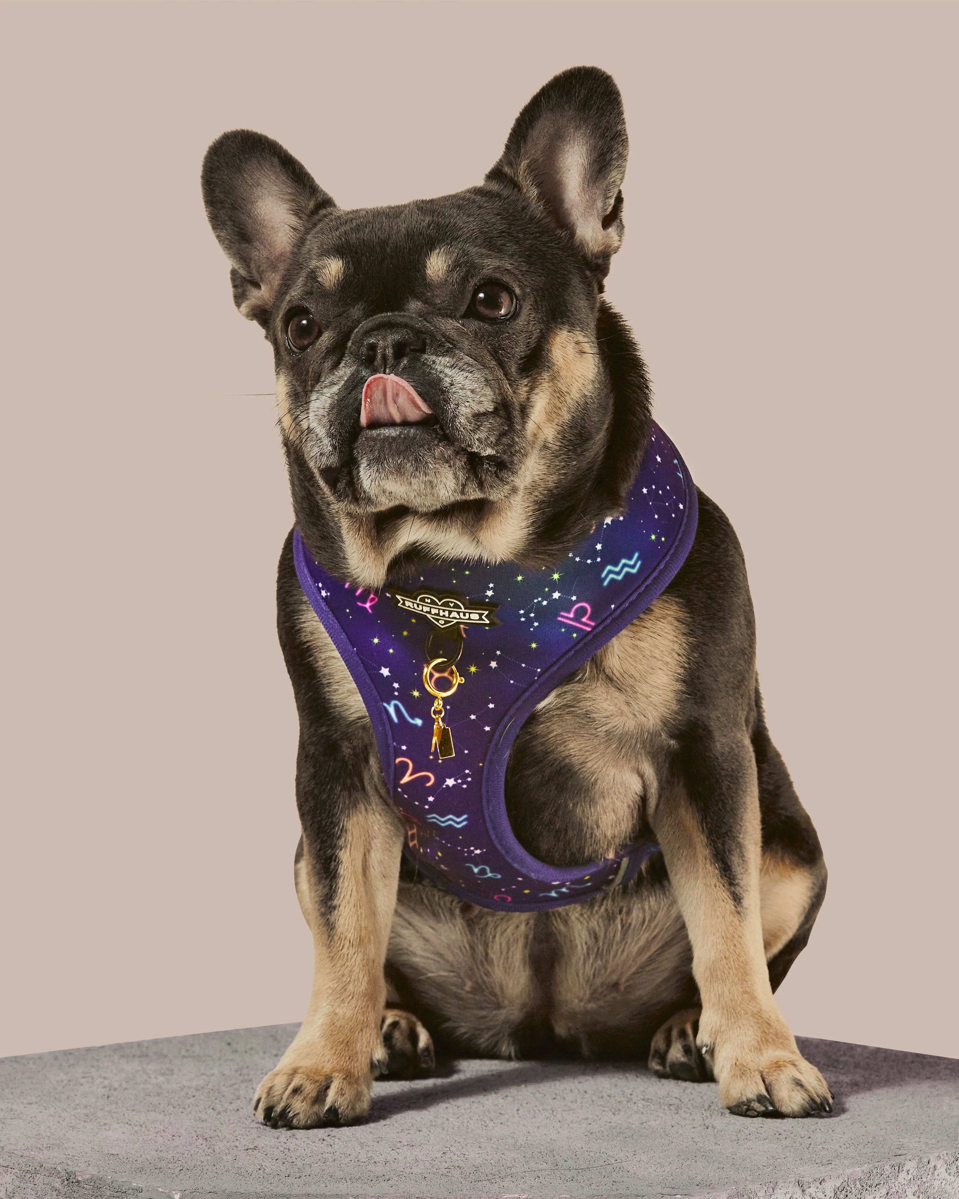 Zodiac Drip Reversible Harness - Image 2